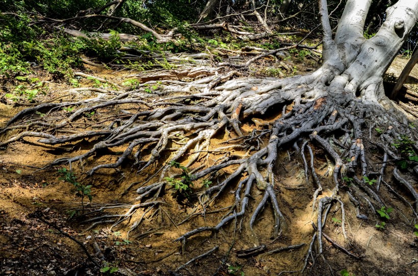 点击大图看下一张：大树的根部图片