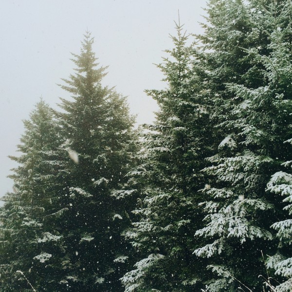 点击大图看下一张：被大雪覆盖的松树林图片