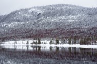 被大雪覆盖的松树林图片_13张