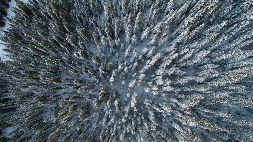 点击大图看下一张：被大雪覆盖的松树林图片