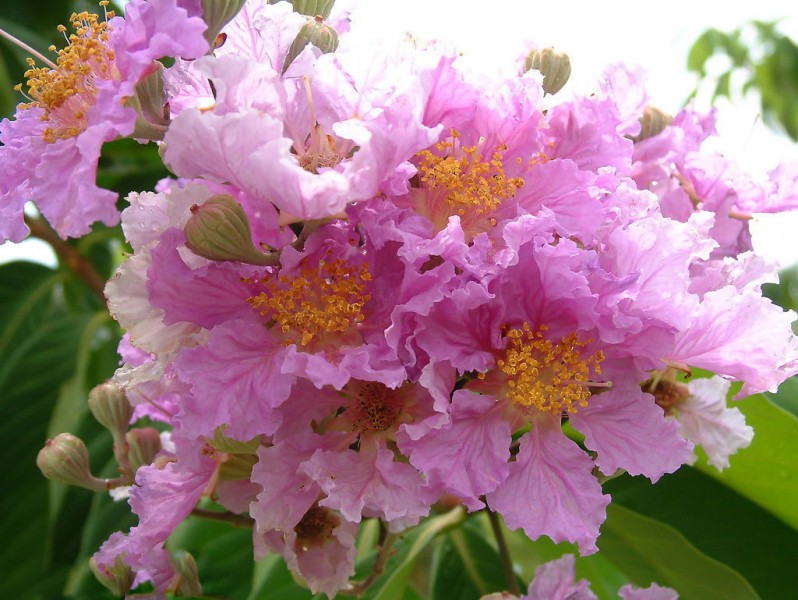 点击大图看下一张：大叶紫薇植物图片
