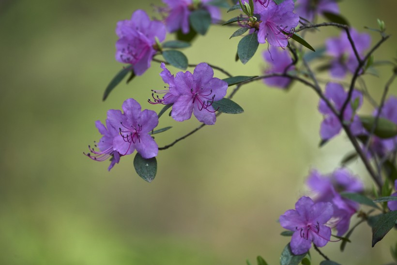 点击大图看下一张：达子香花图片