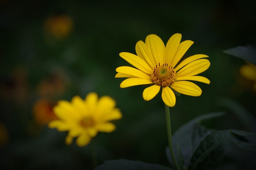 点击大图看下一张：黄色野菊花图片