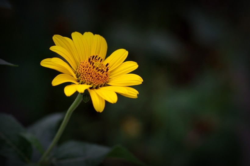 点击大图看下一张：黄色野菊花图片