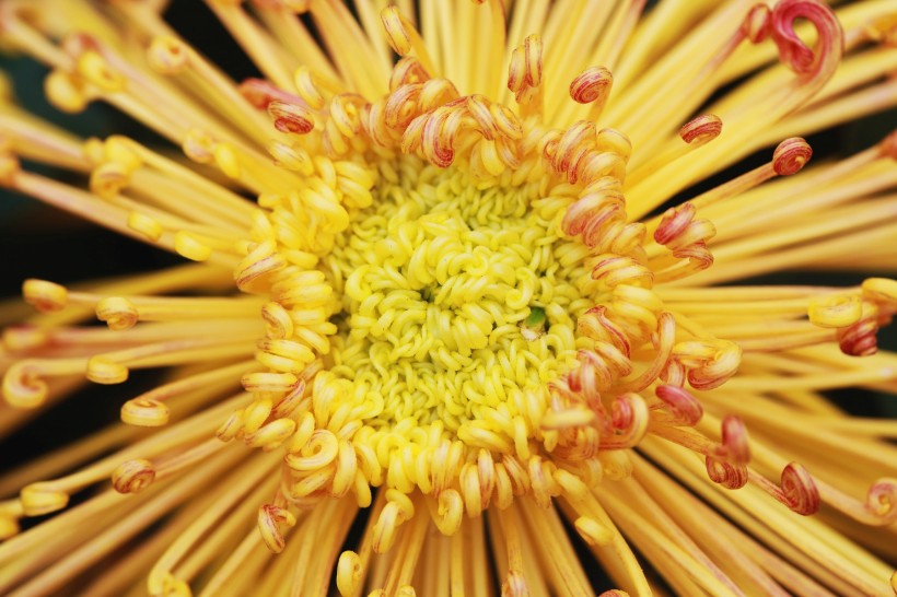 点击大图看下一张：热情娇媚的菊花图片