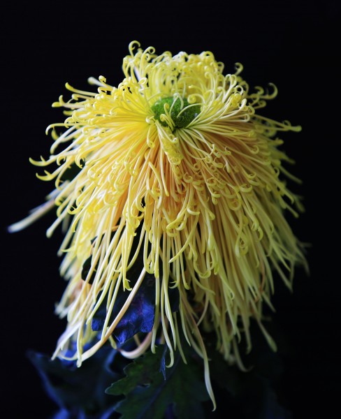 点击大图看下一张：千娇百媚的菊花图片