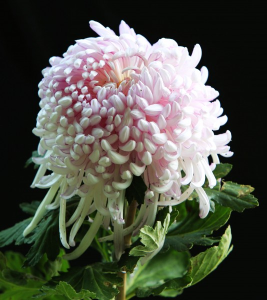 点击大图看下一张：千娇百媚的菊花图片