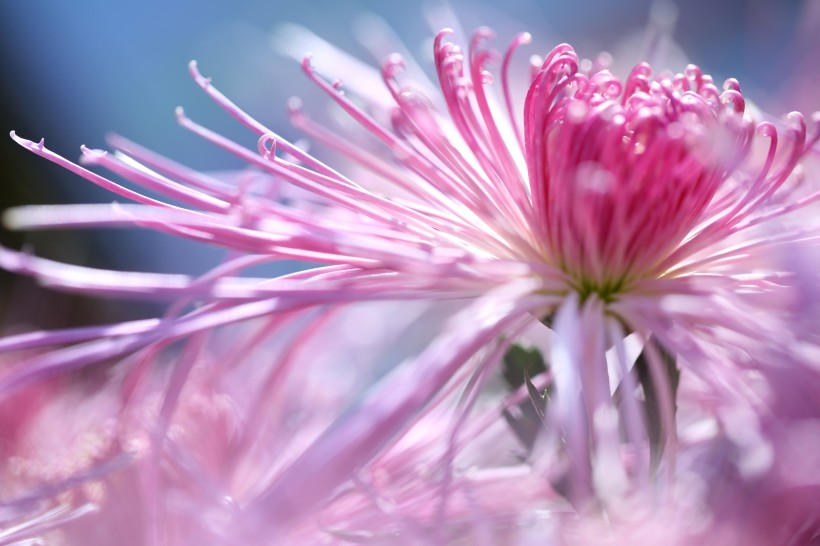 点击大图看下一张：唯美菊花图片