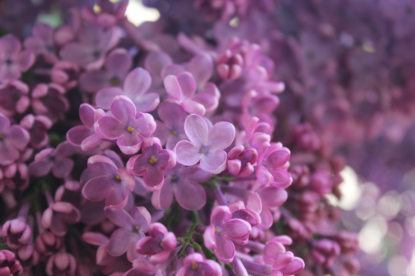 点击大图看下一张：紫色丁香花图片