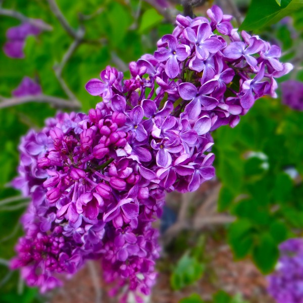 点击大图看下一张：秀美的紫色丁香花图片