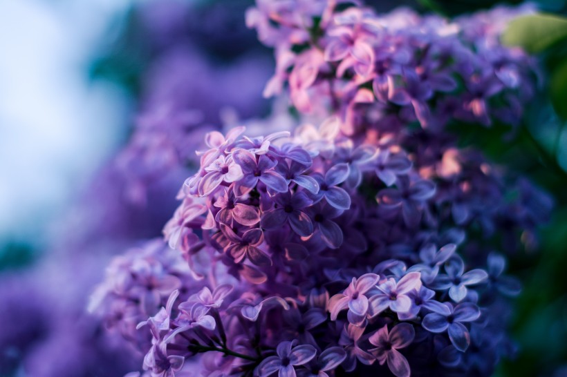 点击大图看下一张：紫色丁香花图片