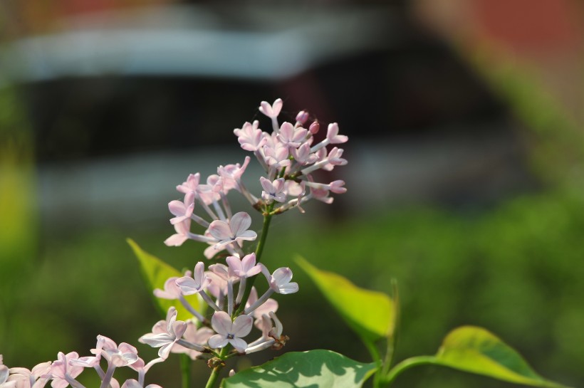 点击大图看下一张：淡紫色丁香花图片