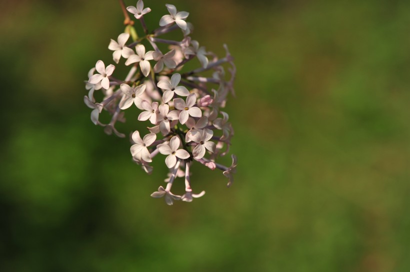 点击大图看下一张：淡紫色丁香花图片