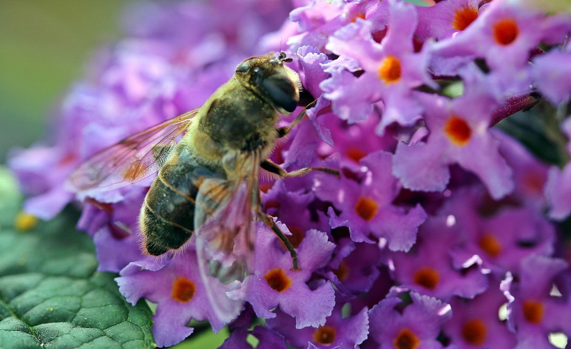 点击大图看下一张：秀美的紫色丁香花图片