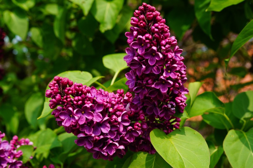 点击大图看下一张：盛开的紫色丁香花图片