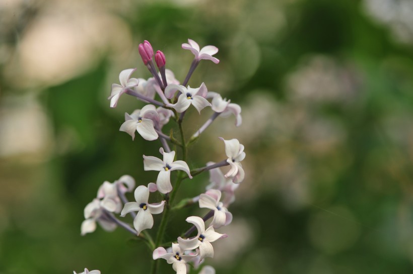 点击大图看下一张：淡雅丁香花图片