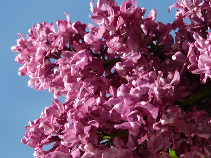 点击大图看下一张：盛开的紫色丁香花图片