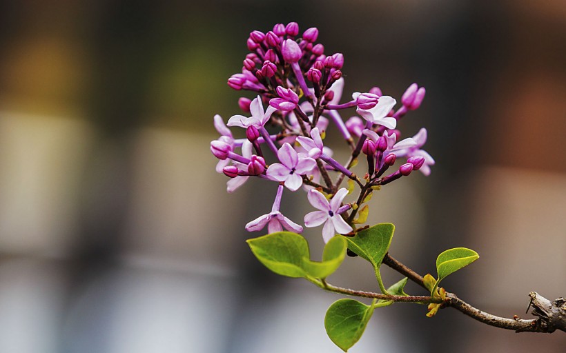 点击大图看下一张：紫色的丁香花图片