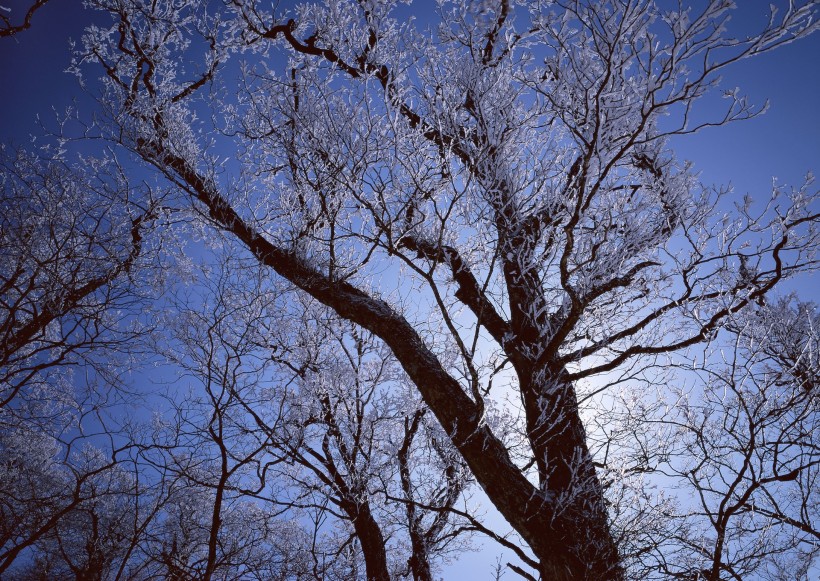 点击大图看下一张：冬季树木图片