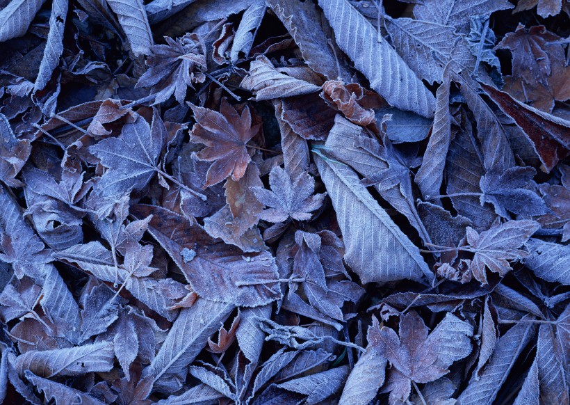 点击大图看下一张：冬季树叶背景图片