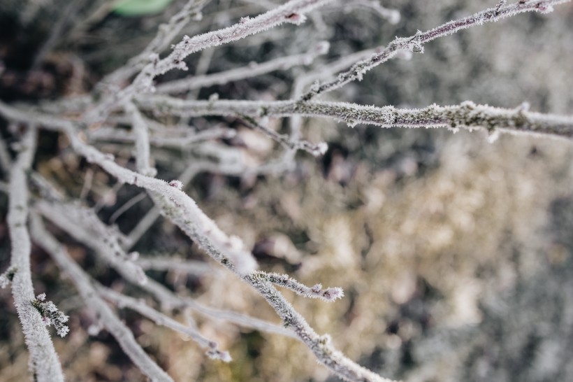 点击大图看下一张：冰雪覆盖的植物图片