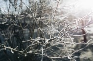 冰雪覆盖的植物图片_10张