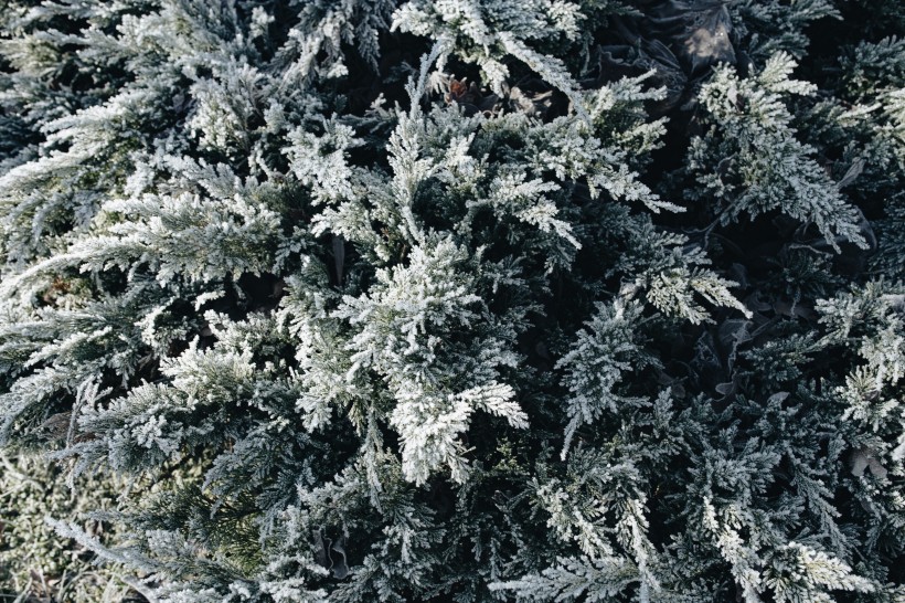 点击大图看下一张：冰雪覆盖的植物图片