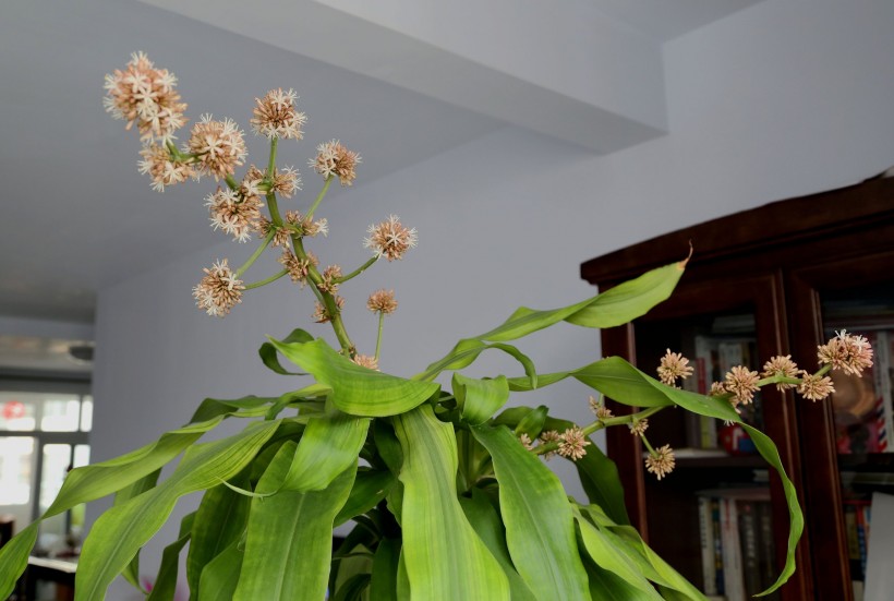 点击大图看下一张：巴西木花卉图片