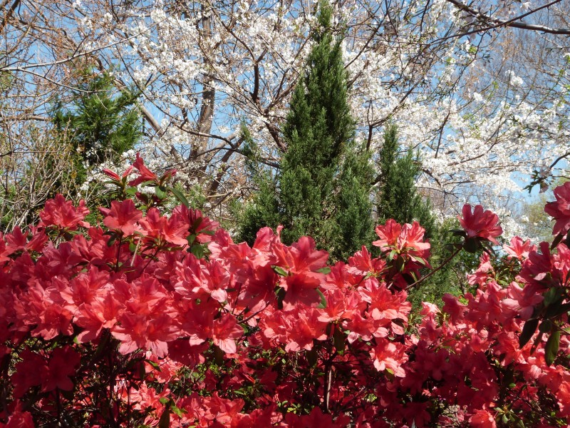 点击大图看下一张：盛开的红色杜鹃花图片