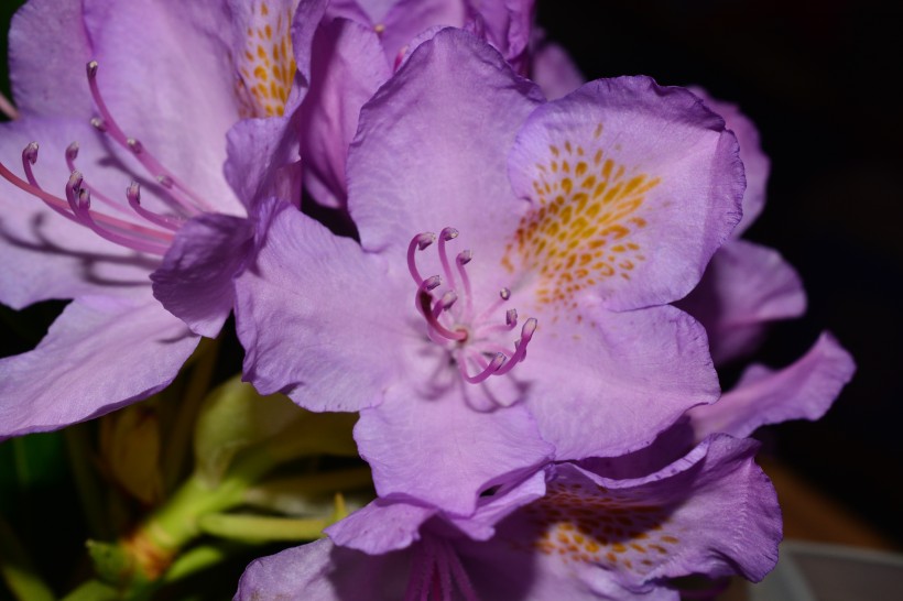 点击大图看下一张：漂亮的紫色杜鹃花图片