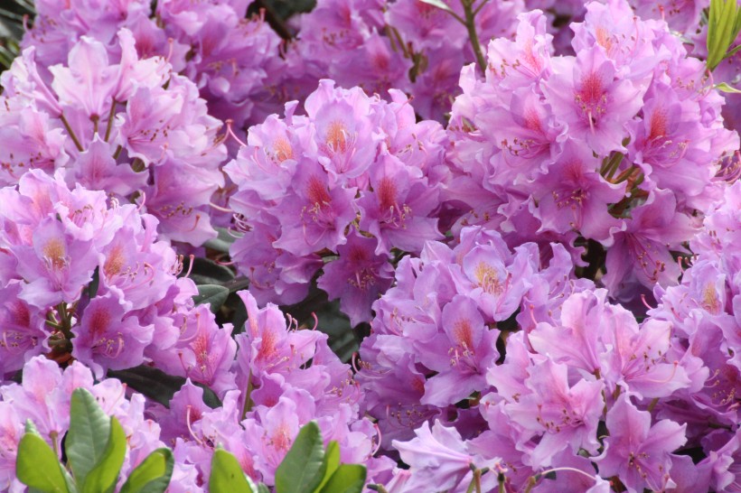 点击大图看下一张：漂亮的紫色杜鹃花图片