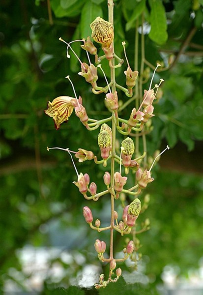点击大图看下一张：多花指甲兰植物图片