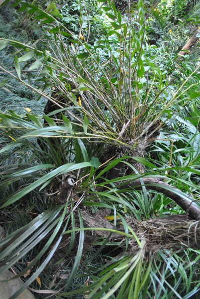 点击大图看下一张：多花指甲兰植物图片