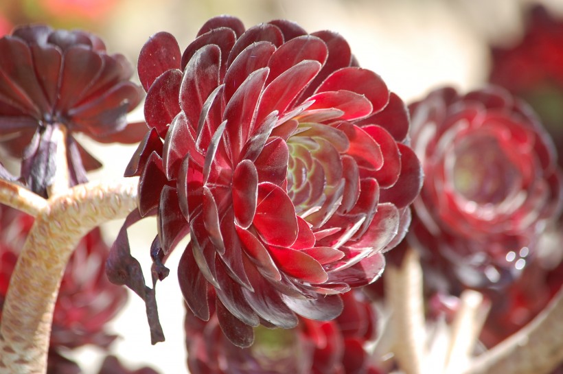 点击大图看下一张：可爱漂亮的多肉植物盆栽图片