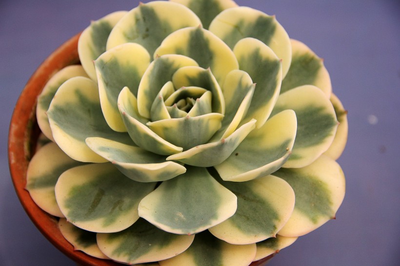 点击大图看下一张：可爱漂亮的多肉植物盆栽图片