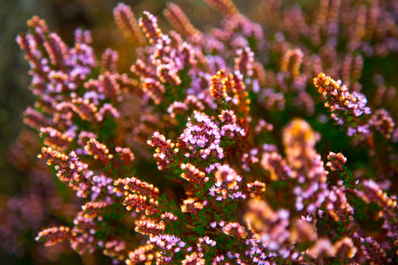 点击大图看下一张：紫色欧石楠花卉图片