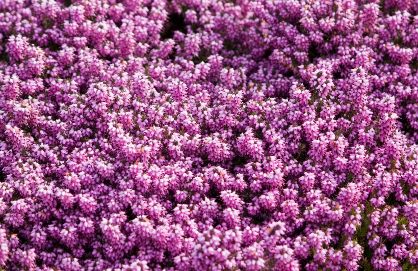 点击大图看下一张：紫色欧石楠花卉图片