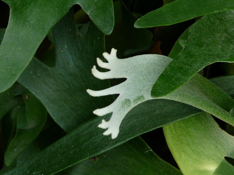 点击大图看下一张：二歧鹿角蕨植物图片