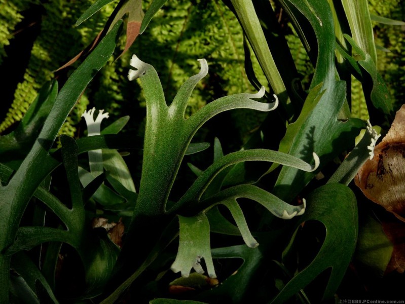 点击大图看下一张：二歧鹿角蕨植物图片