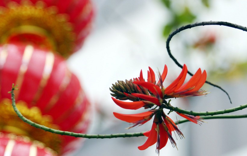 点击大图看下一张：花形如辣椒的刺桐花图片