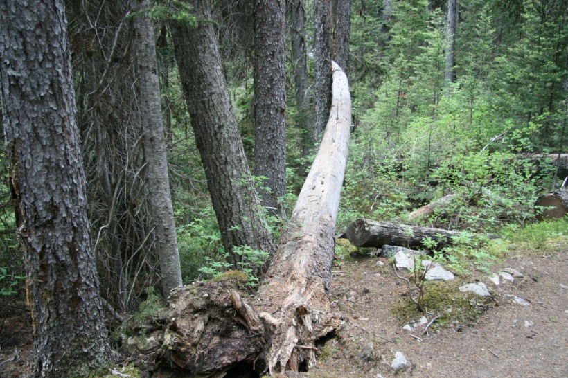 点击大图看下一张：被放倒的大树图片