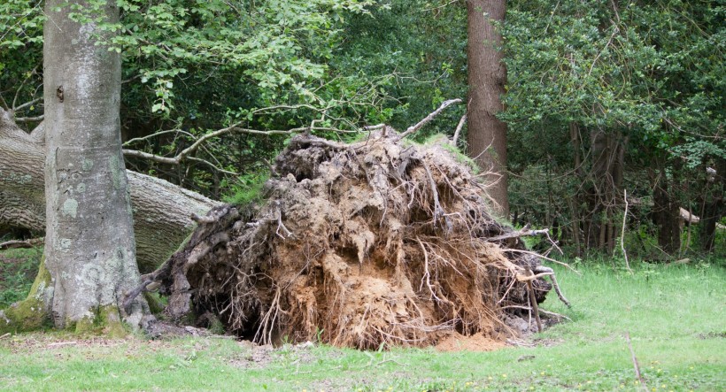 点击大图看下一张：被放倒的大树图片