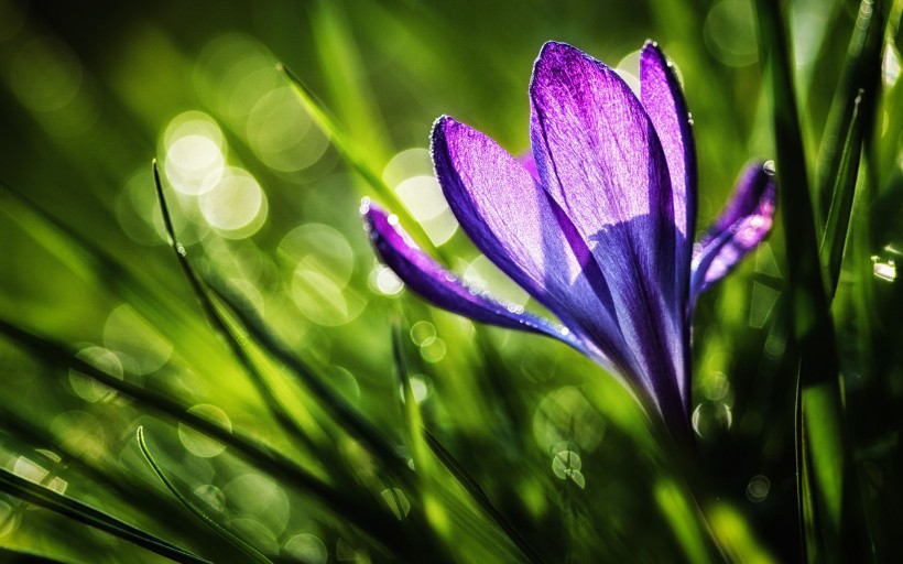 点击大图看下一张:淡雅美丽的番红花图片