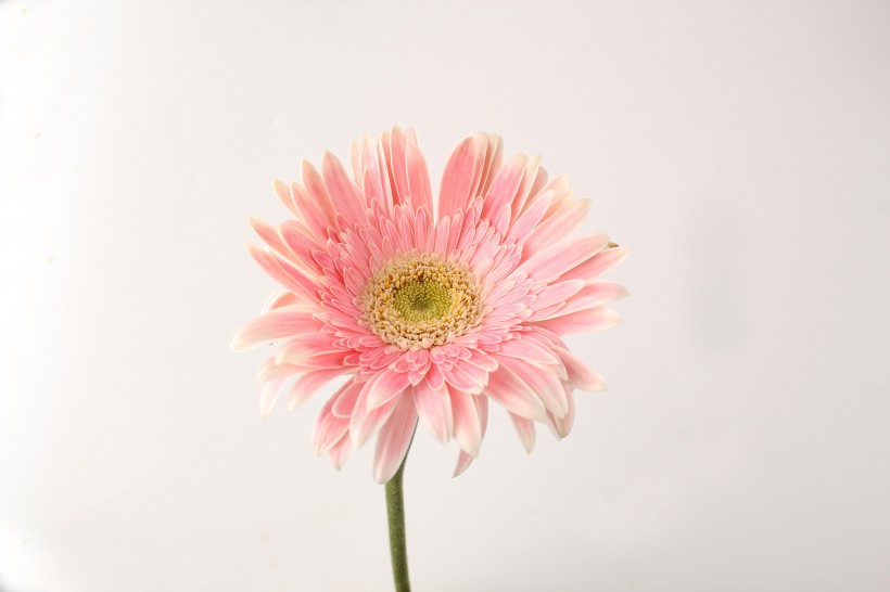 点击大图看下一张：淡粉色非洲菊图片