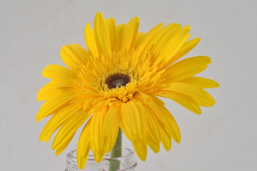 点击大图看下一张:各种颜色的非洲菊图片