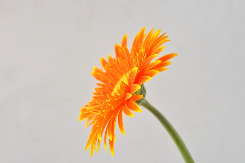 点击大图看下一张:各种颜色的非洲菊图片