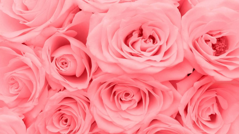 点击大图看下一张：粉红色玫瑰花图片