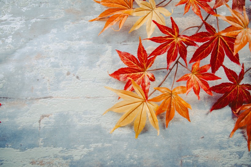 点击大图看下一张：秋天红色枫叶图片