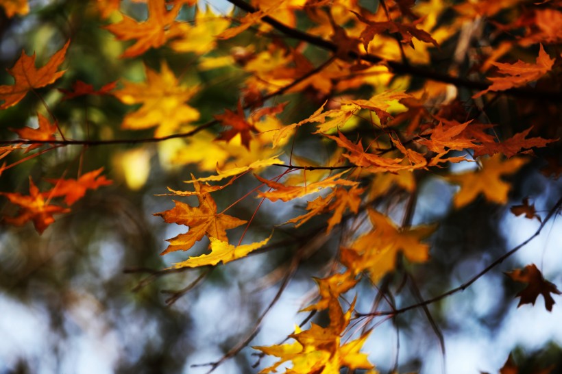 点击大图看下一张：秋天萧瑟的枫叶图片