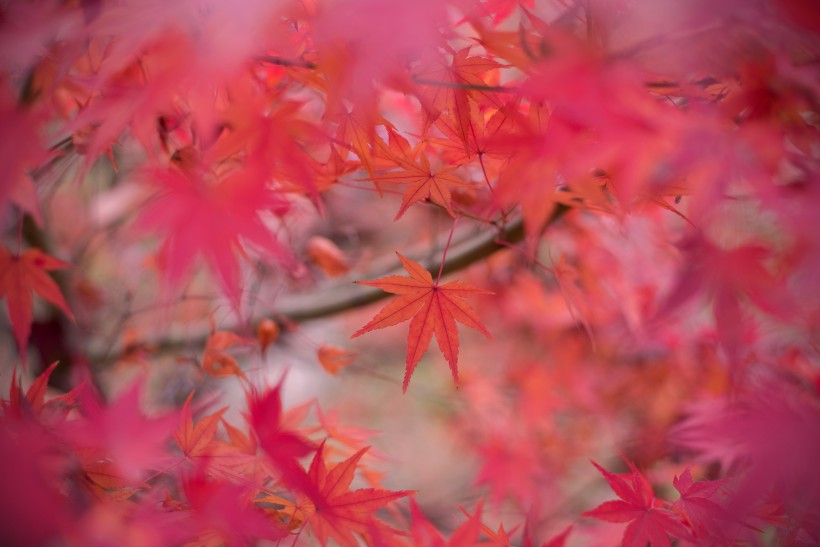点击大图看下一张：秋季漂亮的枫叶图片